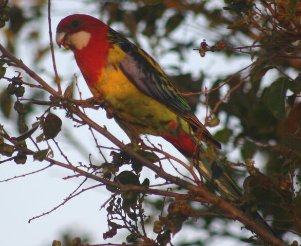 File:IMG 4156.jpg