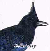Steller's jay