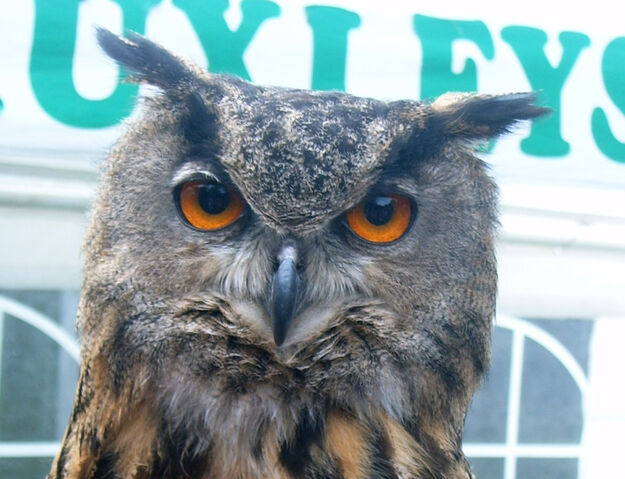 File:Look into my eyes-333.jpg