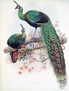 Green peacock and peahen