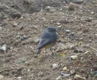 Black redstart