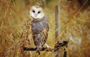 Birdsofprey3