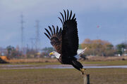 Take Off