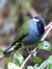 Berrypecker