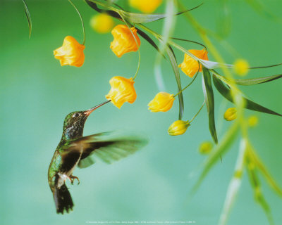 File:Flowers and Hummingbird.jpg
