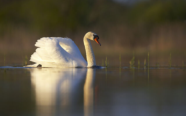 File:Beautifulbirds4.jpg