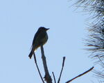 Olive-sided+Flycatcher-5270