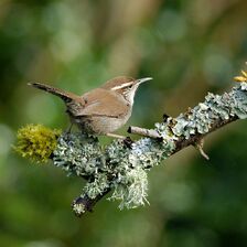 800px-Bewicks Wren