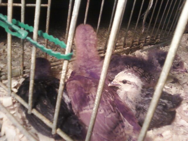 File:Growin' Chicks.jpg