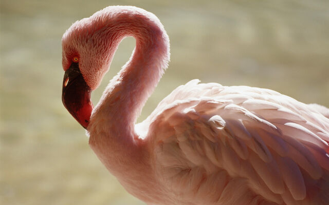 File:Beautifulbirds3.jpg