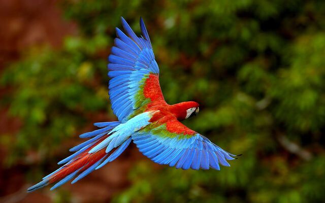 File:Beautifulbirds8.jpg