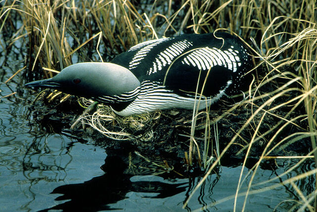 File:Arctic loon.jpg