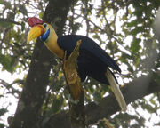 Aceros hornbill