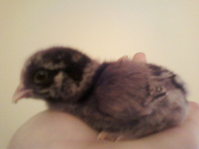 File:My Fluffy (2011).jpg