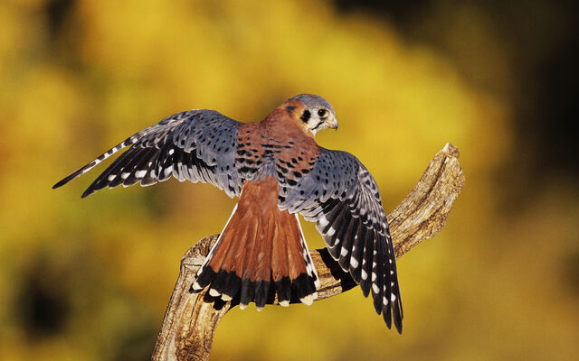 File:Birdsofprey4.jpg