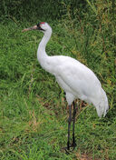 800px-Grus americana Sasata