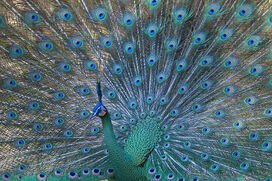 Green peacock