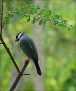 Java sparrow-7941