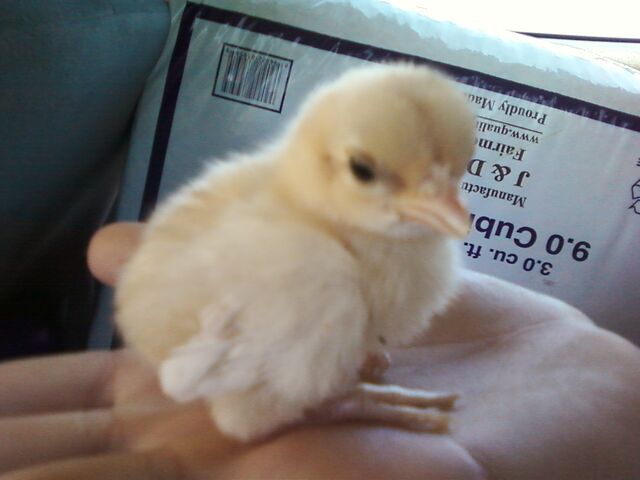 File:My Buttercup (2011).jpg
