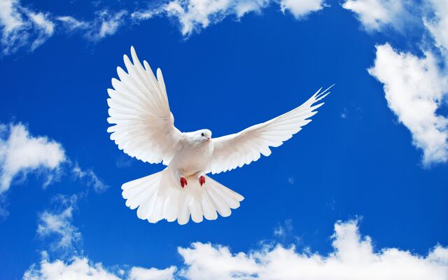 File:White Dove.jpg