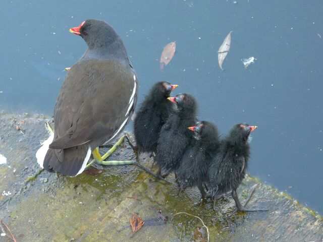 File:Moorhen+and+chicks+on+Albion+Channel-5464.jpg