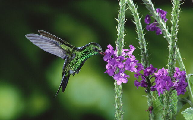 File:Beautifulbirds10.jpg