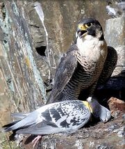 Falco piccione