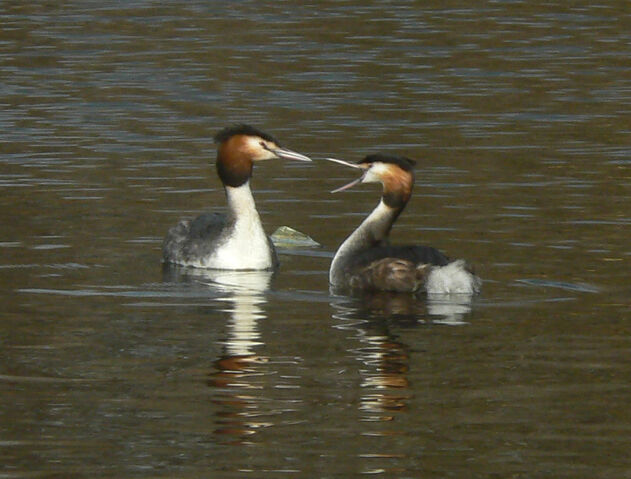 File:GC+grebe+beak+open-466.jpg