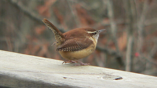 File:Carolina Wren 2.jpg