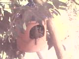 Mamma Wren