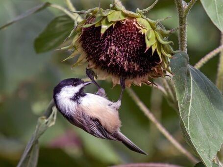 File:Black capped chickadee.jpg
