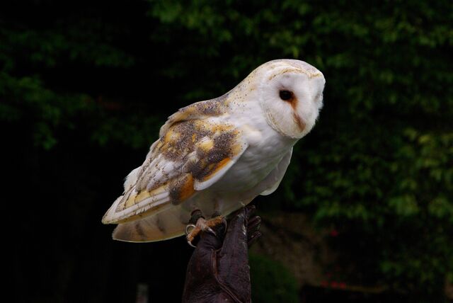 File:Barn+owl-2010.jpg