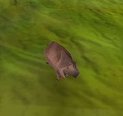 Pig