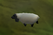 Sheep