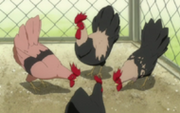 190px-Hanataro's chickens.png