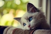 Pretty-cat-photos-wallppaer