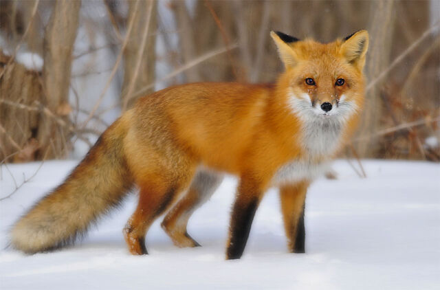 File:ANOTER FOX.jpg