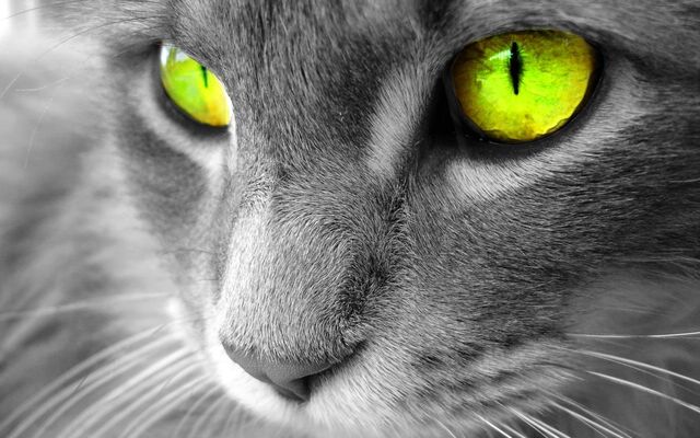 File:Glowpaw-waterclan-warrior-cats-22034742-1440-900.jpg