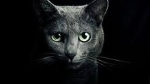 Catinshadow