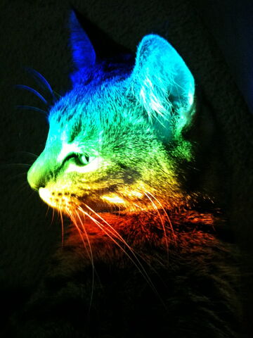 File:Rainbow Cat by jeswise.jpg