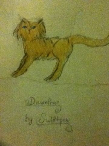 File:Dawnfrost-by-swiftpaw.jpg