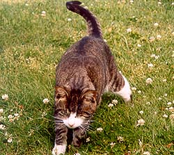 File:Cinny.jpg