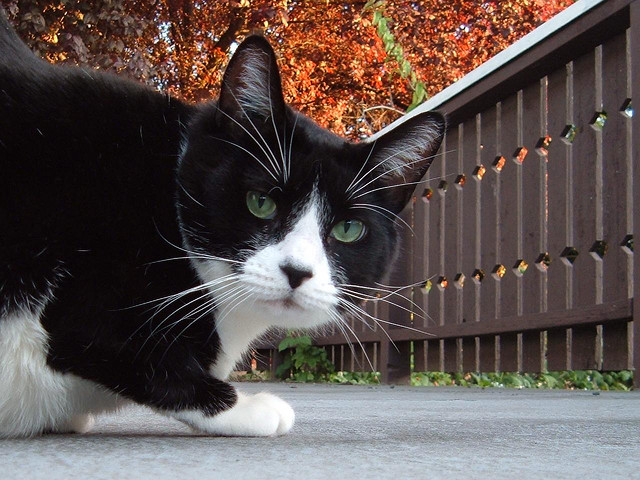File:Tuxedo cat.jpg