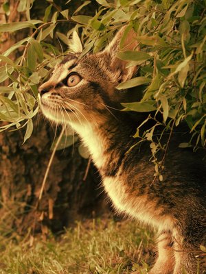 File:Brown Eyed by hiawatha1.jpg