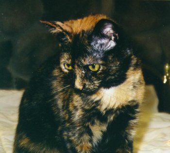 File:Cleo flavor.jpg