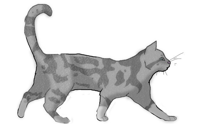File:Rainpawlineart edited-1.png