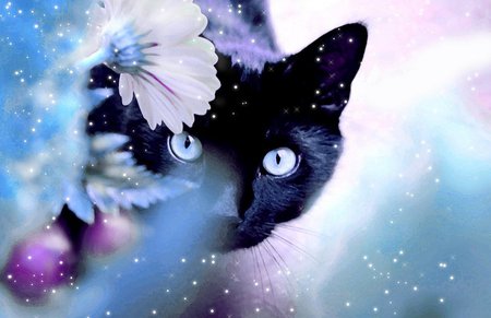 File:Nightflower.jpg