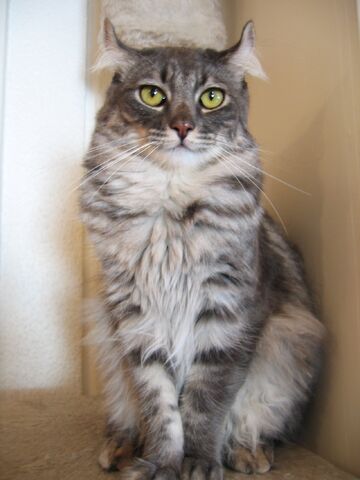 File:American curl.jpg
