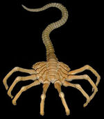 Xenomorph Facehugger (1)