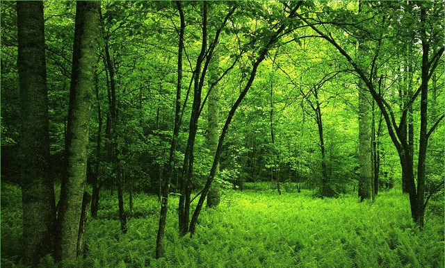 File:Deep Forest.png